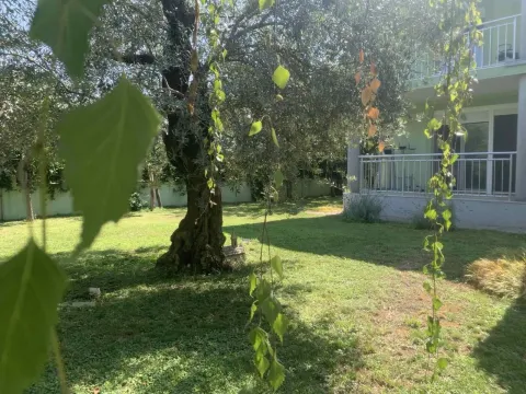 Green yard with trees in front of the house. - image 15