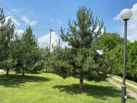 Sale, house, 450m², Krstašice, Irig - image 6