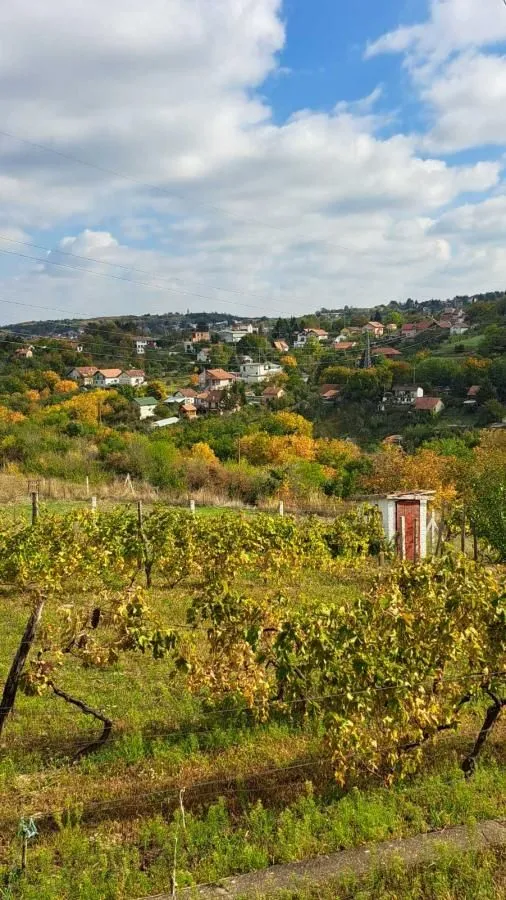Prodaja, plac, 3000m², Sremska Kamenica, Petrovaradin