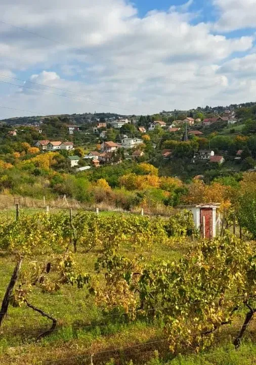 Prodaja, plac, 3000m², Sremska Kamenica, Petrovaradin