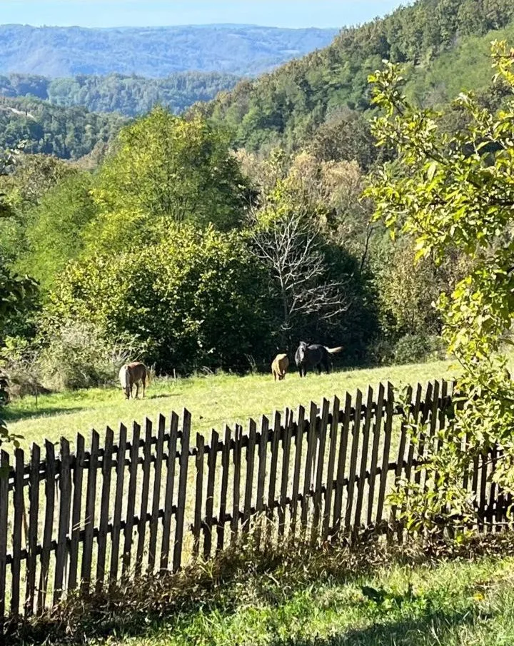 Pogled na zeleno dvorište i brda u pozadini.