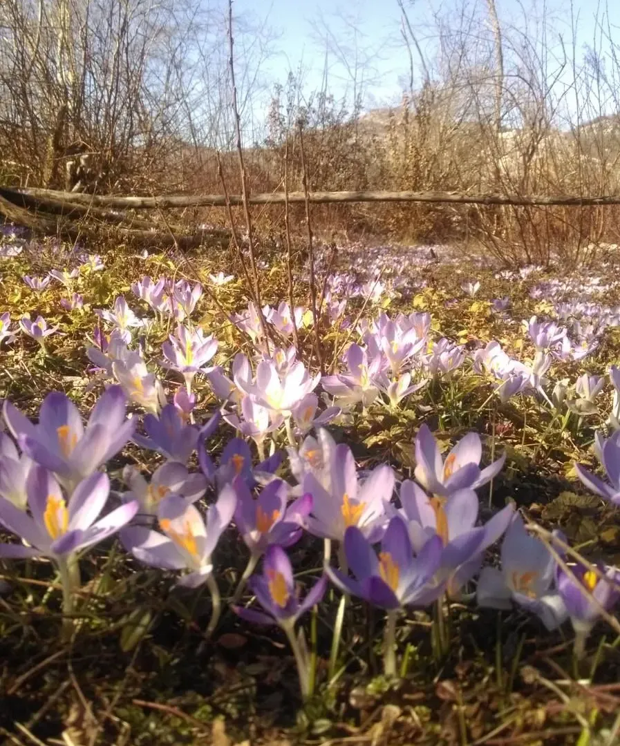 Prodaja, plac, 4000m², Cetinje, Crna Gora