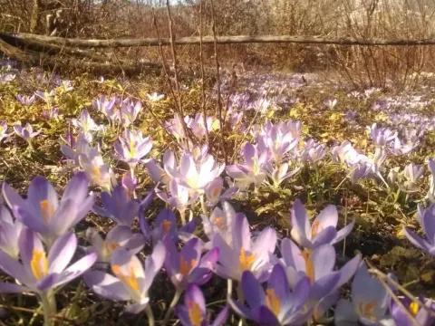 Prodaja, plac, 4000m², Cetinje, Crna Gora - image 6