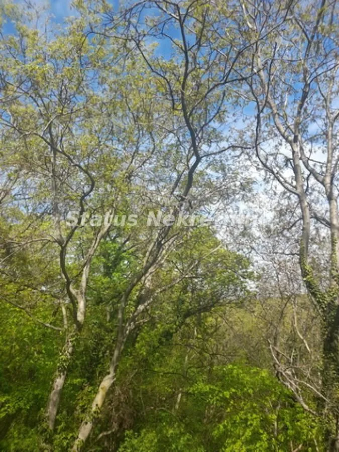 Prodaja, plac, 9283m², Irig, Srbija