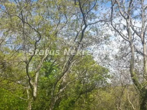 Sale, land lot, 9283m², Irig, Srbija - image 10