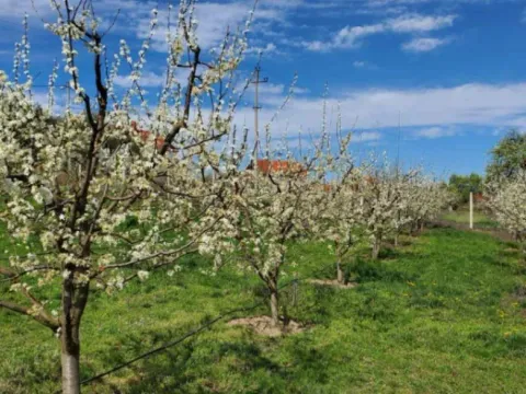 Prodaja, kuća, 250m², Žbevac, Bujanovac - image 6