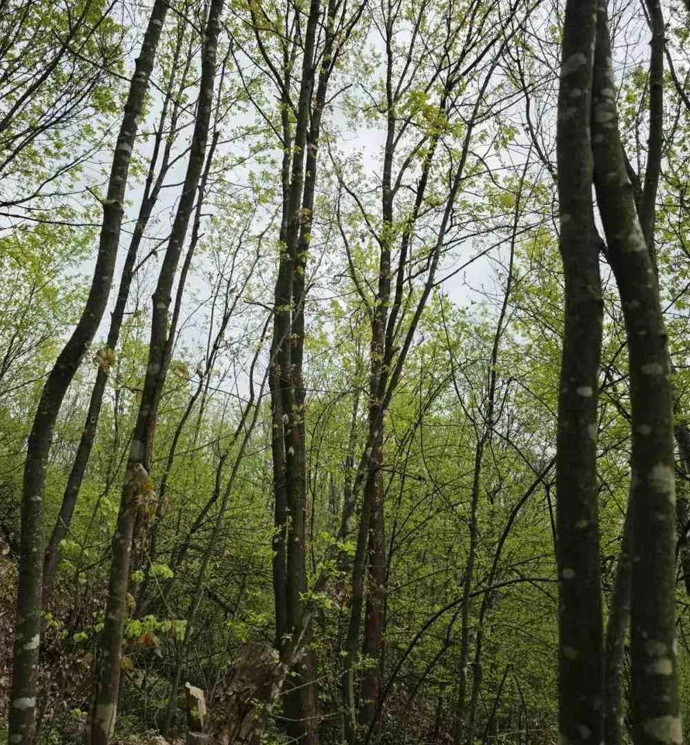 Prodaja, plac, 12800m², Bukovik, Arandjelovac