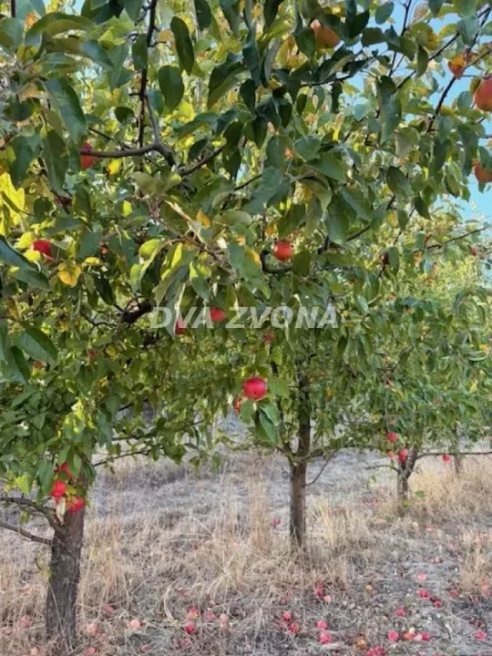Prodaja, plac, 3200m², Čortanovci, Inđija