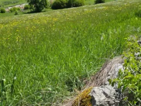 Sale, land lot, 22000m², Čevo, Cetinje - image 3