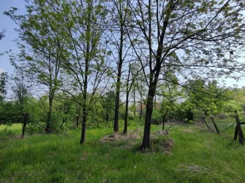 Prodaja, kuća, 200m², Šantarovac, Jagodina - image 5