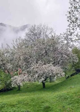 Zeleno dvorište sa rascvjetalim stablom. - image 4