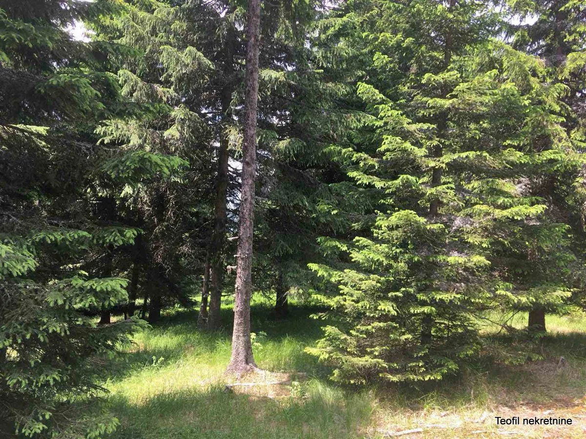 Sale, land lot, 3600m², Golija, Ivanjica