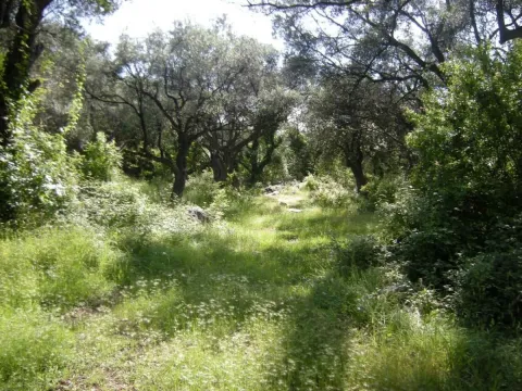 Prodaja, plac, 500m², Budva, Crna Gora - image 3