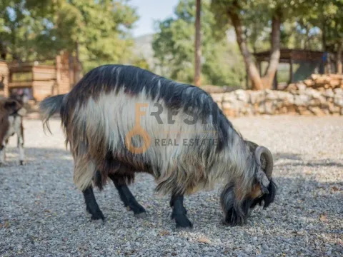 Prodaja, poslovni prostor, Ostalo, Podgorica - image 13