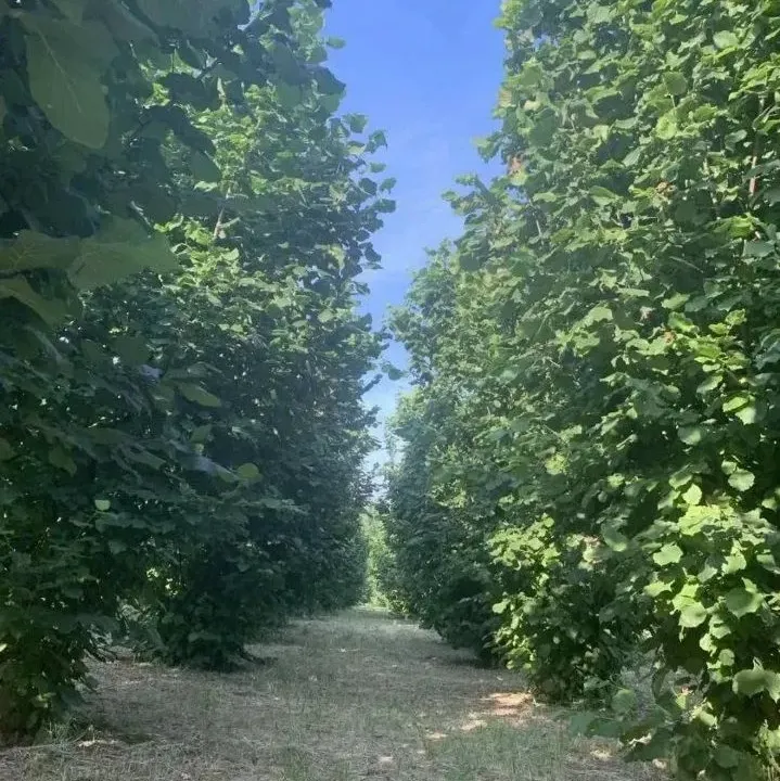 Sale, land lot, 8100m², Veliko Gradište, Srbija