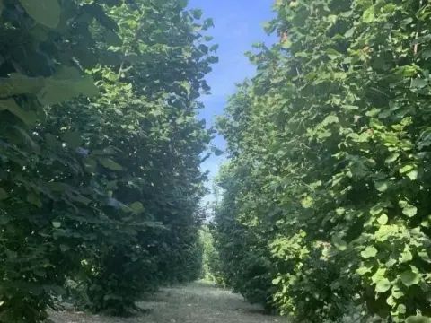 Zemljište in Veliko Gradište