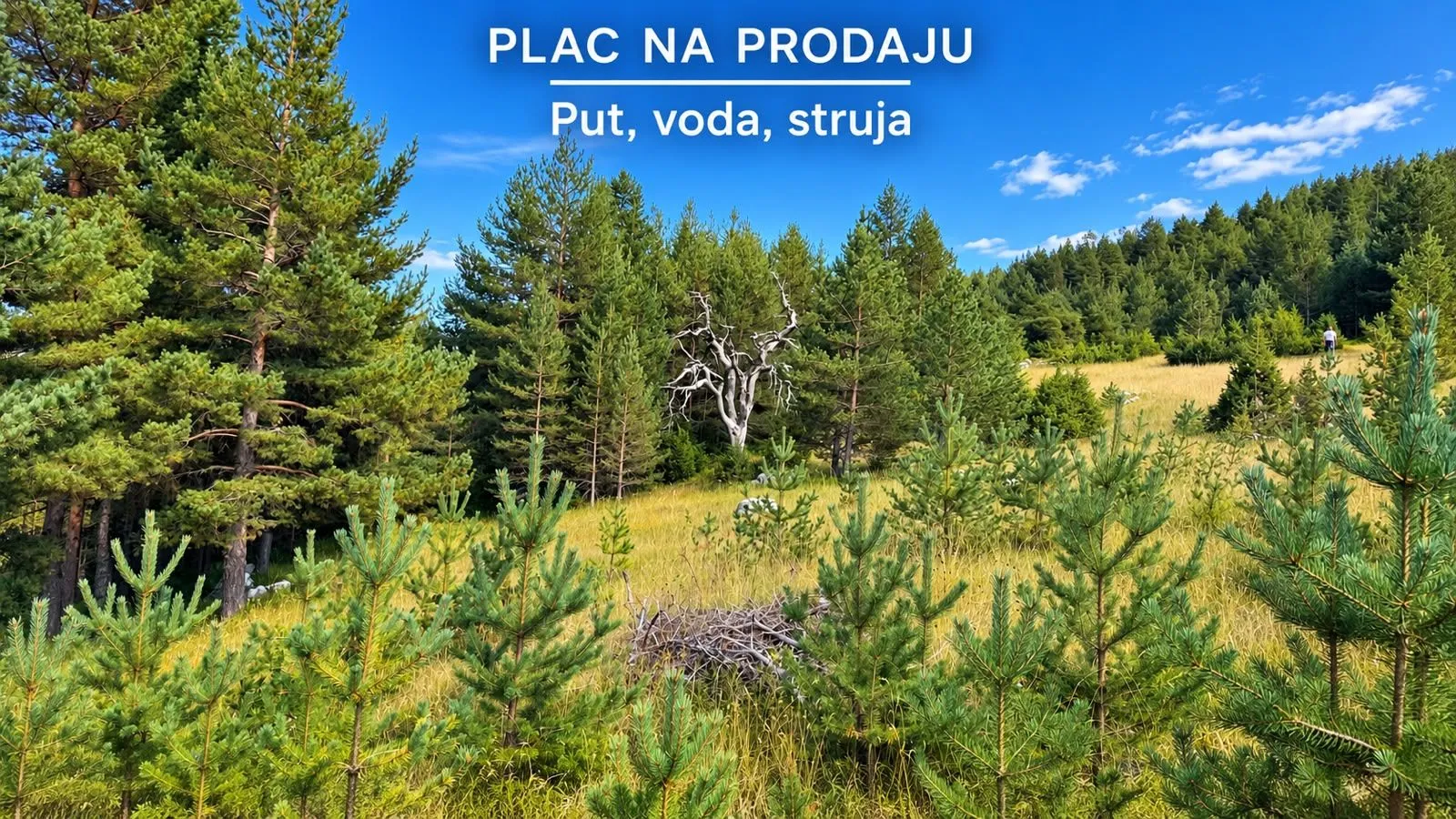 Pogled na šumoviti plac sa četinarima i livadom.