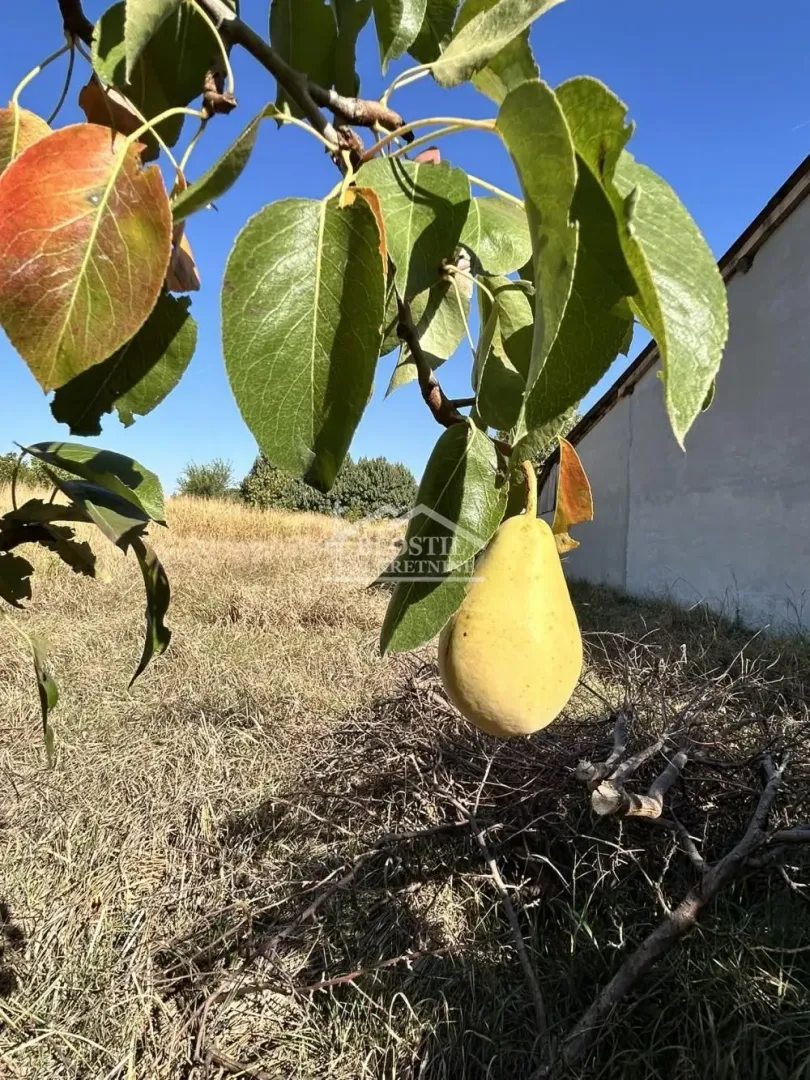 Stablo kruške u dvorištu sa plodom.