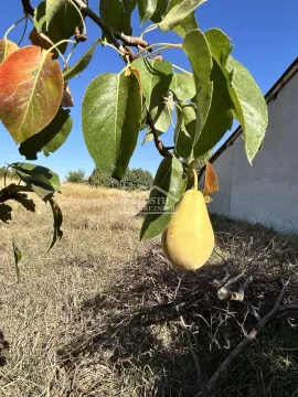 Stablo kruške u dvorištu sa plodom. - image 15