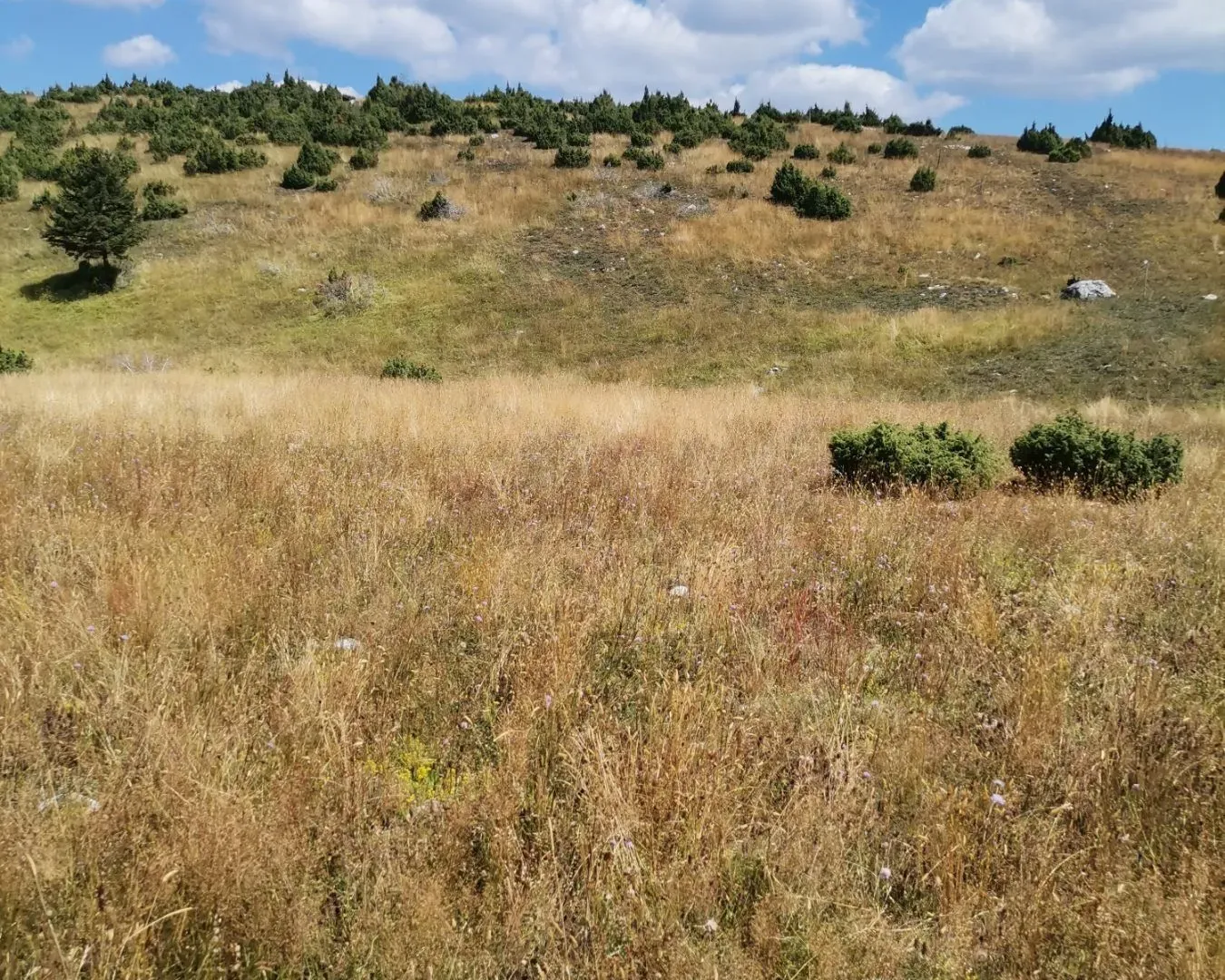 Prodaja, plac, 36000m², Žabljak, Crna Gora