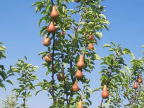 Prodaja, plac, 10400m², Sepci, Rača - image 3