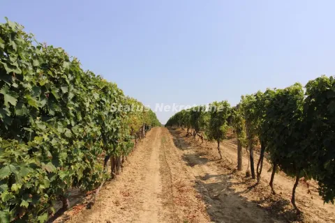 Prodaja, plac, 4502m², Beočin, Srbija - image 12