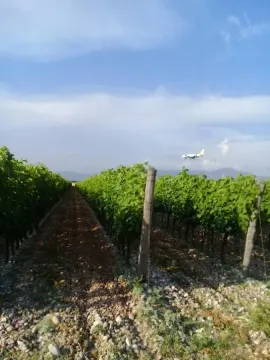 Pogled na vinograd sa zasađenom vinovom lozom. - image 2