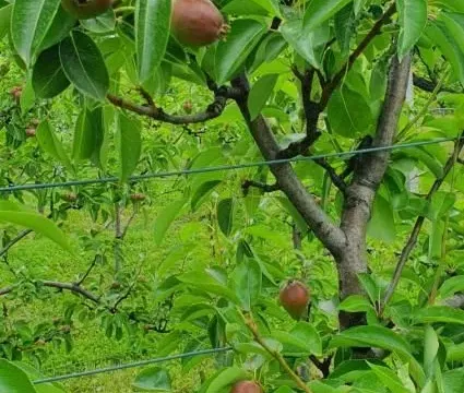 Prodaja, kuća, 360m², Irig, Srbija - image 30