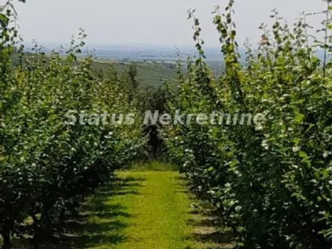 Prodaja, plac, 3000m², Banja Vrdnik, Irig - image 10