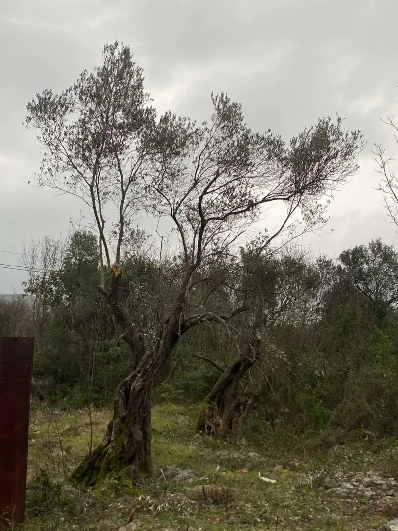Prodaja, plac, 707m², Luštica, Herceg Novi
