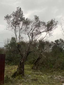 Prodaja, plac, 707m², Luštica, Herceg Novi - image 2