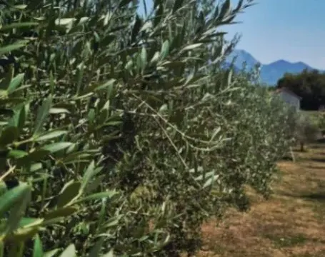 Izdavanje, kuća, 50m², Tivat, Crna Gora - image 11