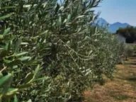 Izdavanje, kuća, 50m², Tivat, Crna Gora - image 11