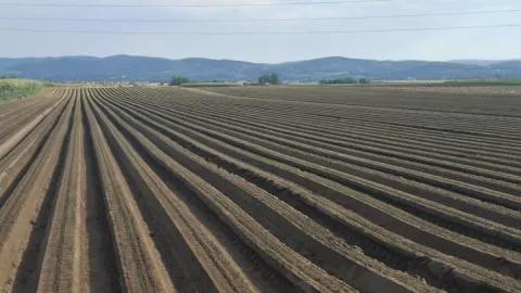Prodaja, plac, 27500m², Futog, Novi Sad Sve Podlokacije - image 2