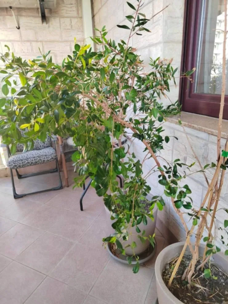 Sale, one bedroom apartment, 68m², Bečići, Budva