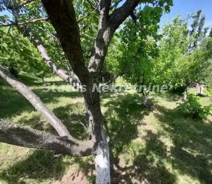 Green yard with an orchard and trees. - image 23
