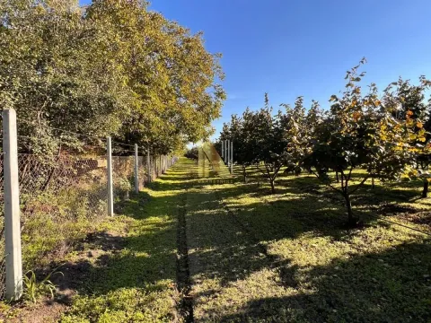 Sale, land lot, 190m², Kikinda, Srbija - image 15