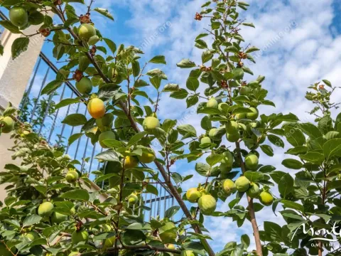 Sale, house, 247m², Đenovići, Herceg Novi - image 42