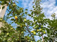 Sale, house, 247m², Đenovići, Herceg Novi - image 42