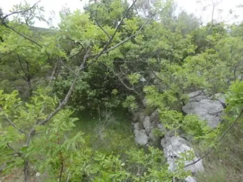 Prodaja, plac, 598m², Luštica, Herceg Novi - image 9