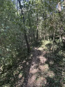 Šumoviti dio placa sa stablima i rastinjem. - image 10