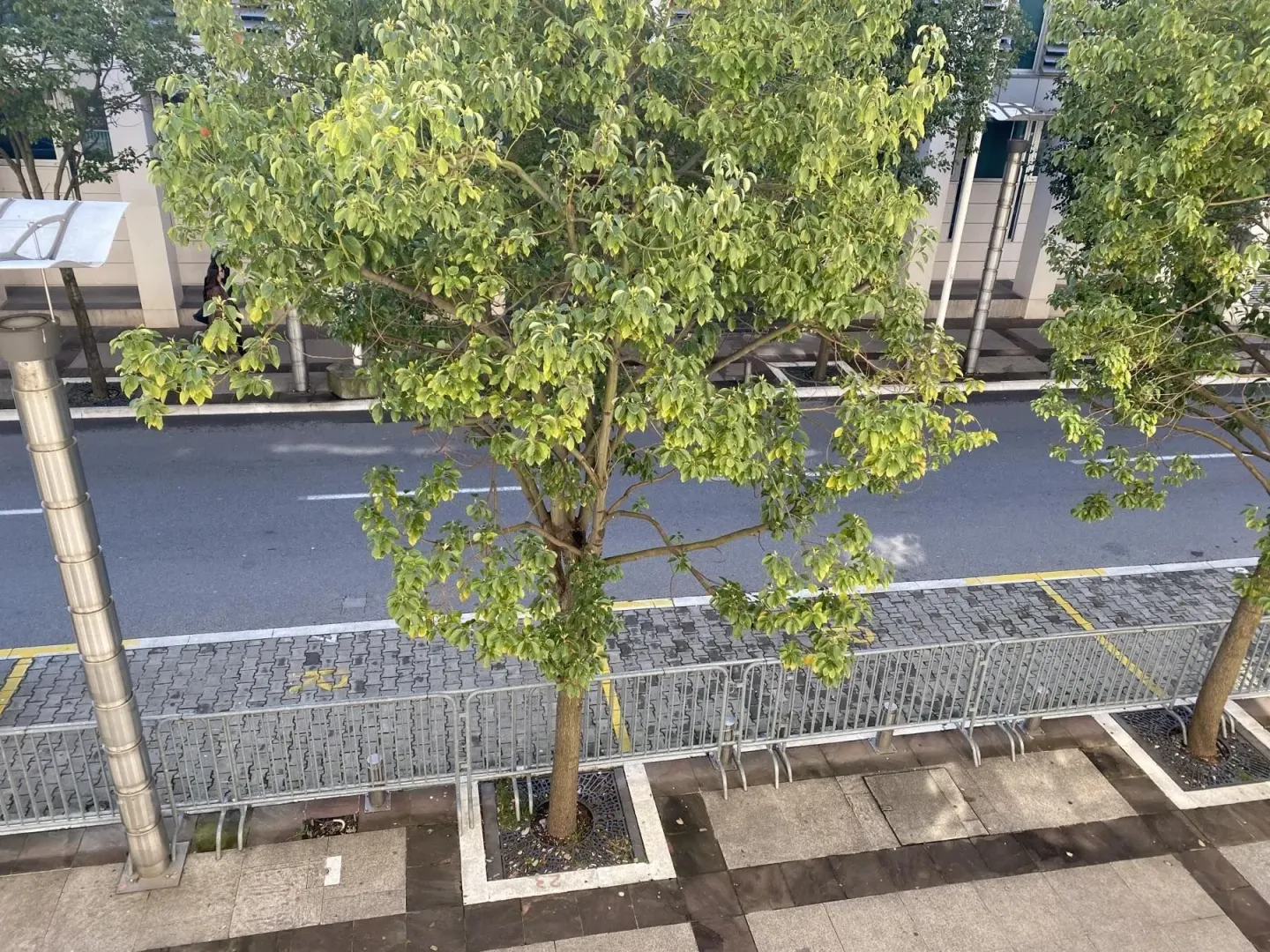 An elevated view of the street and trees in front of the building.
