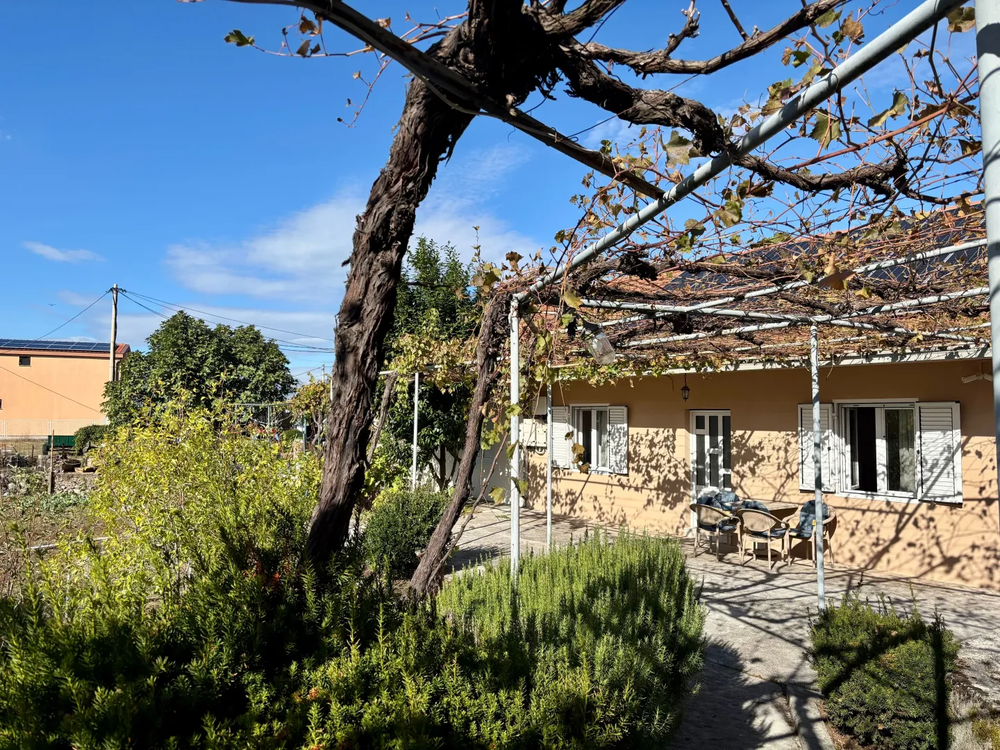Yard of a family house with a terrace covered by grapevines.