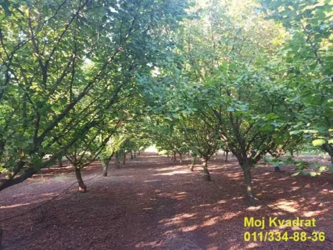 Prodaja, plac, 114m², Nova Pazova, Stara Pazova - image 3