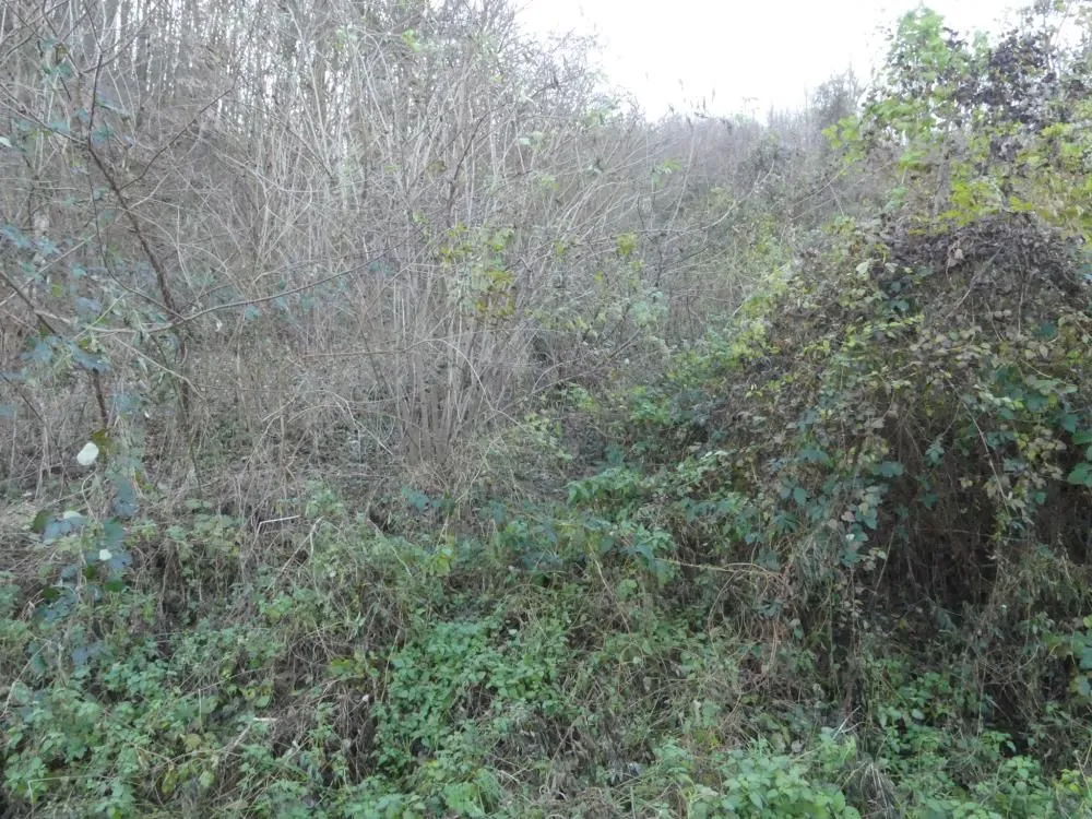 Prodaja, plac, 4599m², Novo Lanište, Jagodina