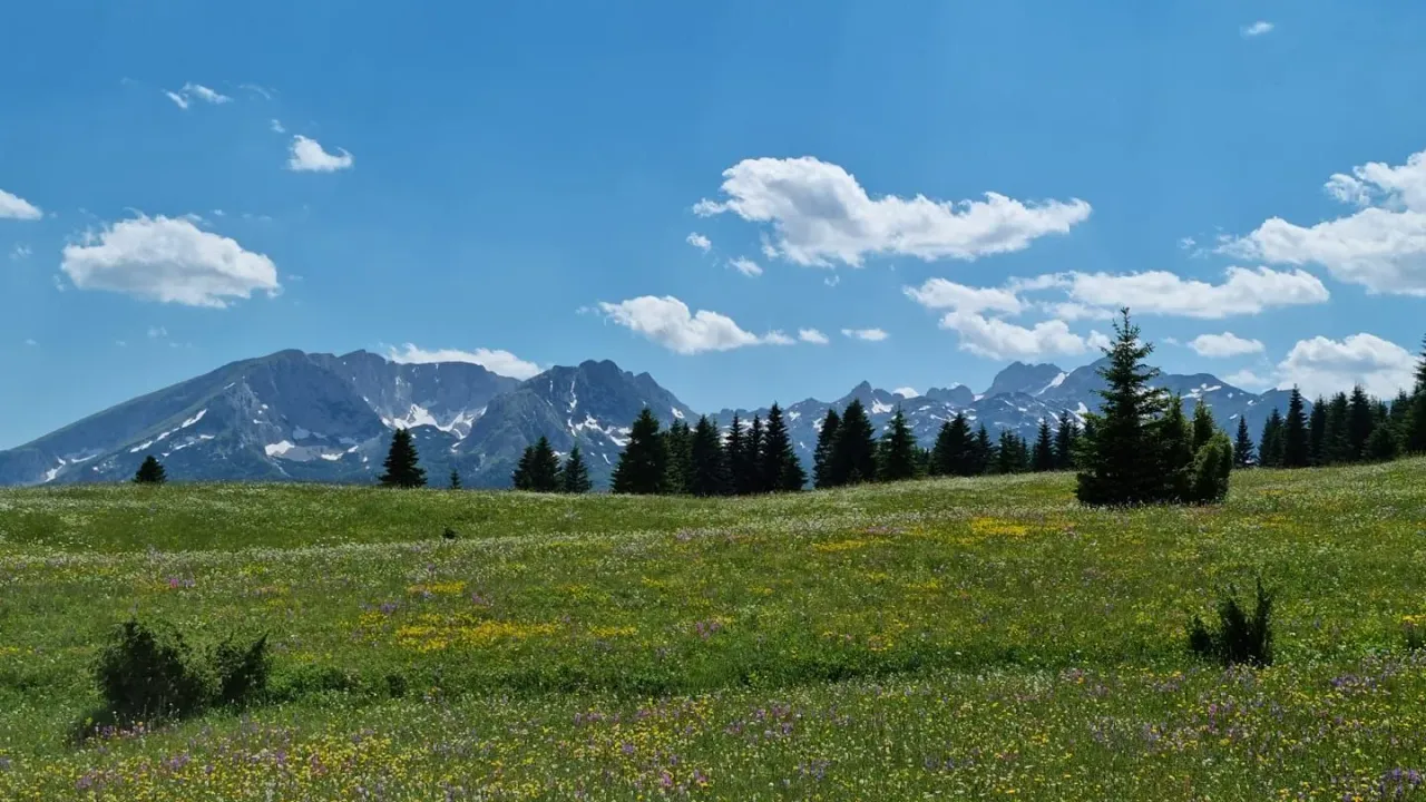 Sale, land lot, 4696m², Žabljak, Crna Gora