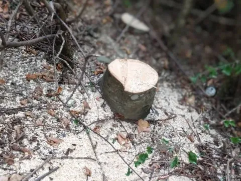 Prodaja, plac, 45233m², Kolašin, Crna Gora - image 3