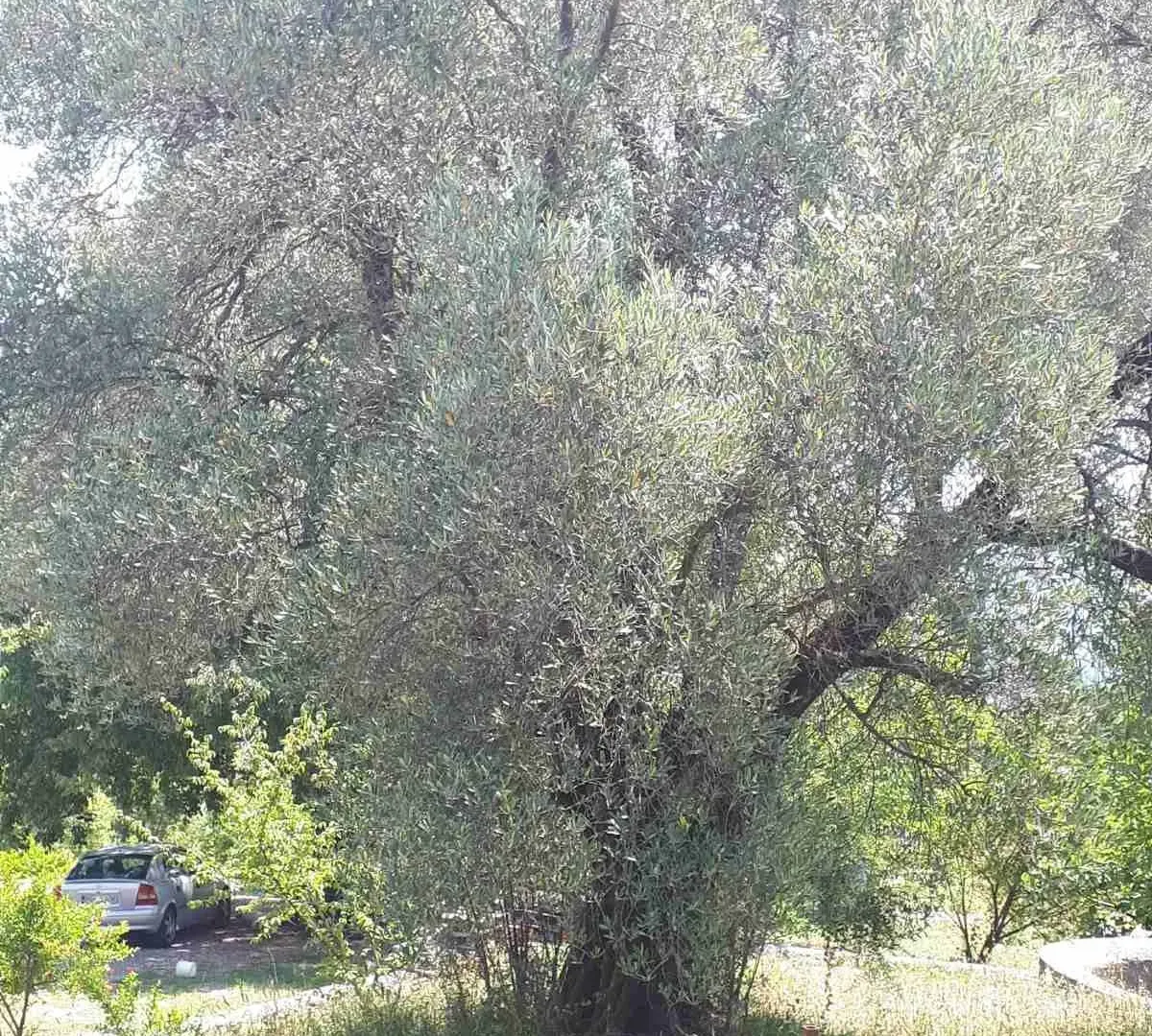Prodaja, kuća, 215m², Podgorica, Crna Gora