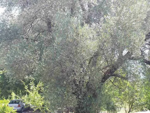 Prodaja, kuća, 215m², Podgorica, Crna Gora - image 4