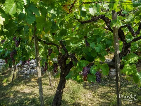 Prodaja, plac, 2582m², Doljani, Podgorica - image 3